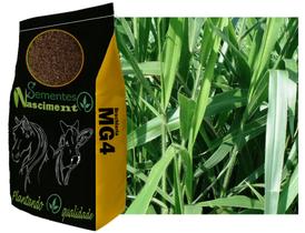 5kg sementes de Brachiaria MG-4 para pastagem e almento de produtividade 5kg sementes de Brachiaria MG-4 para pastagem e almento de produtividade