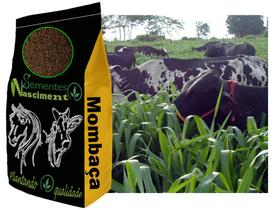5kg sementes de capim mombaça para formar pastagem excelente resistente - Sementes Nascimento