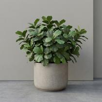 6 Mini Árvores Artificiais Ficus Lyrata Silicone Toque Real 85cm Plantas Decorativas Luxo 120 Folhas 3D