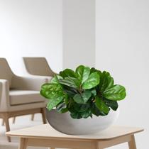 6 Plantas Artificiais Ficus Lyrata Mini Árvore Realista Para Salas, Escritórios e Recepções e Enfeite de Festas - DE1925 6 Plantas Artificiais Ficus Lyrata Mini Árvore Realista Para Salas, Escritórios e Recepções e Enfeite de Festas - DE1925