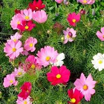 60 Sementes De Flor Cósmea Cores Sortidas+ 60 Sementes De Flor Cósmea Cores Sortidas+