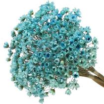 600 Sempre Viva Florzinha Azul I Flores Desidratadas 600 Sempre Viva Florzinha Azul I Flores Desidratadas