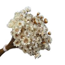600 Sempre Viva Florzinha Branca I Flores Desidratadas