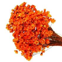 600 Sempre Viva Florzinha Laranja I Flores Desidratadas 600 Sempre Viva Florzinha Laranja I Flores Desidratadas