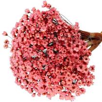 600 Sempre Viva Florzinha Rosa Forte I Flores Desidratadas 600 Sempre Viva Florzinha Rosa Forte I Flores Desidratadas