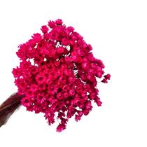 600 Sempre Viva Florzinha Rosa Pink I Flores Desidratadas 600 Sempre Viva Florzinha Rosa Pink I Flores Desidratadas