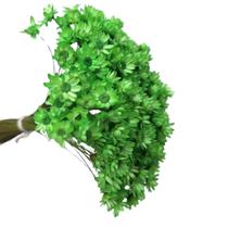 600 Sempre Viva Florzinha Verde Claro I Flores Desidratadas 600 Sempre Viva Florzinha Verde Claro I Flores Desidratadas