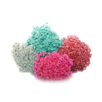 600 Sempre Viva Para Decoração