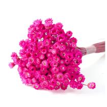 600 Sempre Viva - Pink