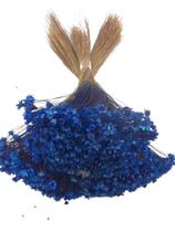 600 Sempre Vivas Decoração Casamento Lembrança Azul Escuro 600 Sempre Vivas Decoração Casamento Lembrança Azul Escuro