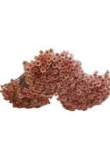 600 Sempre Vivas Decoração Casamento Lembrança Rosa Bebê 600 Sempre Vivas Decoração Casamento Lembrança Rosa Bebê