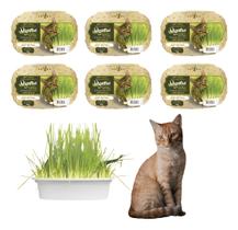 6un Grama Para Gato Graminha Digestão Elimina Bola De Pelo 6un Grama Para Gato Graminha Digestão Elimina Bola De Pelo