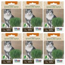 6X Sementes De Grama Dos Gatos (Cat Grass) TOPSEED