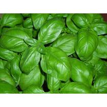 70 Sementes de Alfavaca Genovese