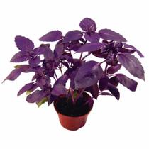70 Sementes De Manjericão Roxo Dark opal 70 Sementes De Manjericão Roxo Dark opal