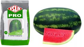 700 Sementes Melancia Congo ( PACOTE LONGA VIDA 50 G )