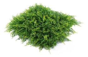 8 Placas Plantas Jardim Vertical Decorativa Protecao Uv Deco 8 Placas Plantas Jardim Vertical Decorativa Protecao Uv Deco