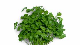 80 Sementes de Salsa Graúda Portuguesa