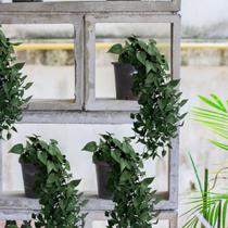 9 Plantas de Folhagens Artificiais (60x12) Pendentes com Toque Realista Para Enfeites Internos - DE4123 9 Plantas de Folhagens Artificiais (60x12) Pendentes com Toque Realista Para Enfeites Internos - DE4123