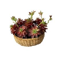 9 Suculentas Artificiais luxo Planta artificial p/ lembrancinha arranjo terrário festa temática - DE3421 9 Suculentas Artificiais luxo Planta artificial p/ lembrancinha arranjo terrário festa temática - DE3421