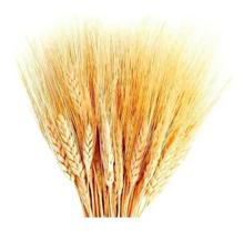 90 Haste Trigo Seco Natural Alvejado Decoração Especial 90 Haste Trigo Seco Natural Alvejado Decoração Especial