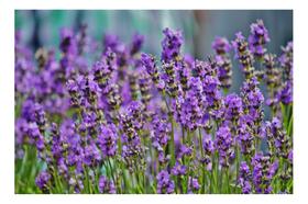 90 Sementes de Lavanda ou Alfazema