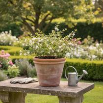 Abélia - Abelia x grandiflora (Planta Melífera para Paisagismo) Abélia - Abelia x grandiflora (Planta Melífera para Paisagismo)