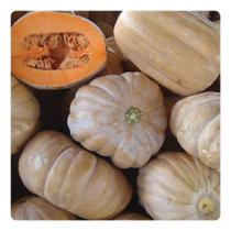 Abobora Jerimum de Leite Sergipana - 6g de Sementes