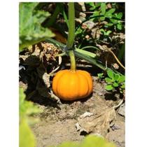 Abobora Mini Jack - 2.50gramas de Sementes