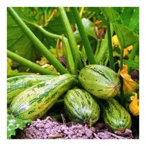Abobrinha Caserta Italiana - 56 Sementes