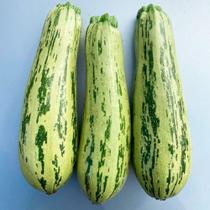 Abobrinha Emanuela F1 - 100 Sementes / Linha Híbrida