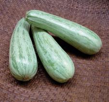 Abobrinha Italiana Caserta - 2gr de Sementes