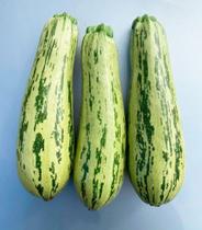 Abobrinha Morgana F1 - 1,1gr / 15 Sementes - Linha Híbrida