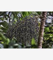 Açaí