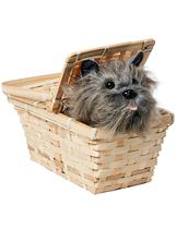 Acessório de fantasia Rubie's Wizard of Oz Dorothy's Toto Basket