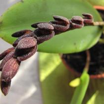 Acianthera saurocephala (pleurothallis) Acianthera saurocephala (pleurothallis)