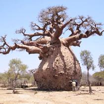 Adansonia digitata (Baobá Africano) - Sementes Adansonia digitata (Baobá Africano) - Sementes