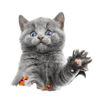 Adesivo De Carro 3D De Gatos Fofos, Decalque De Vinil À Prova d'Água, Acessórios Engraçados Para Adesivo De Carro 3D De Gatos Fofos, Decalque De Vinil À Prova d'Água, Acessórios Engraçados Para