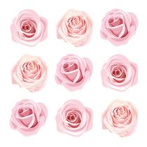 Adesivo de Parede Infantil 52 Rosas Flores Quarto Criança - 054ir