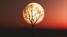 Adesivo Decorativo de Parede Paisagem Lua na Árvore Adesivo Decorativo de Parede Paisagem Lua na Árvore