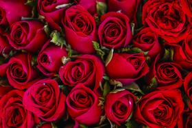 Adesivo Decorativo de Parede Rosas Vermelhas Adesivo Decorativo de Parede Rosas Vermelhas