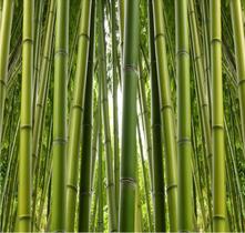 Adesivo Paisagem Floresta Bambu Papel Parede Natureza GG191