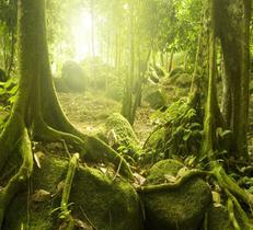 Adesivo Paisagem Natureza Árvore Papel Parede Floresta GG546