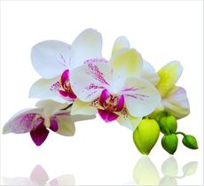 Adesivo Parede Paisagem Flores Orquídea Natureza GG455