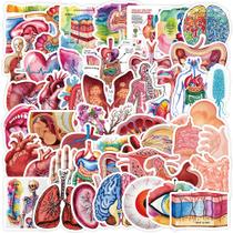 Adesivos de anatomia humana, 50 unidades, órgãos corporais médicos coloridos