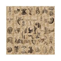 Adesivos De Estrutura Corporal De Anatomia E Fisiologia 56 Peças Adesivos De PVC À Prova d'Água Para