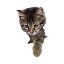 Adesivos De Parede Autoadesivos De Gato Em Estilo Cartoon Para Decoração De Banheiro