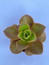 Aeonium Nobile Suculenta Aeonium Nobile Suculenta
