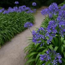 Agapanthus Azul - Planta Perene com Flores Azul-Violeta