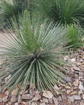 Agave Palito - Agave geminiflora - Suculenta Ornamental